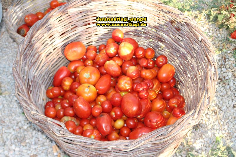 DOMATES SALCASI NASIL YAPILIR TARIFI; EV USULÜ DOMATES SALCASI TÜRKIYE